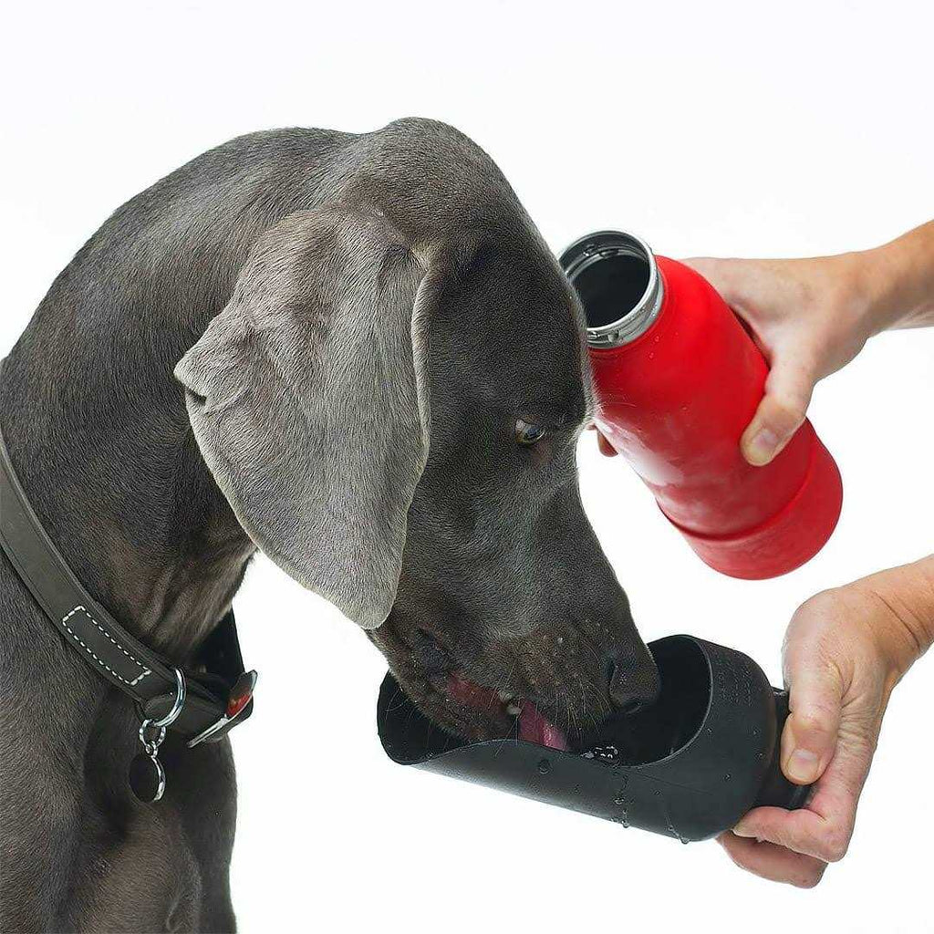 Insulated Stainless Steel Dog Water Bottle G586537