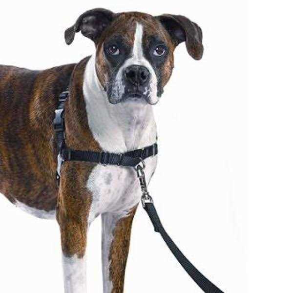 Dog Harness P622786