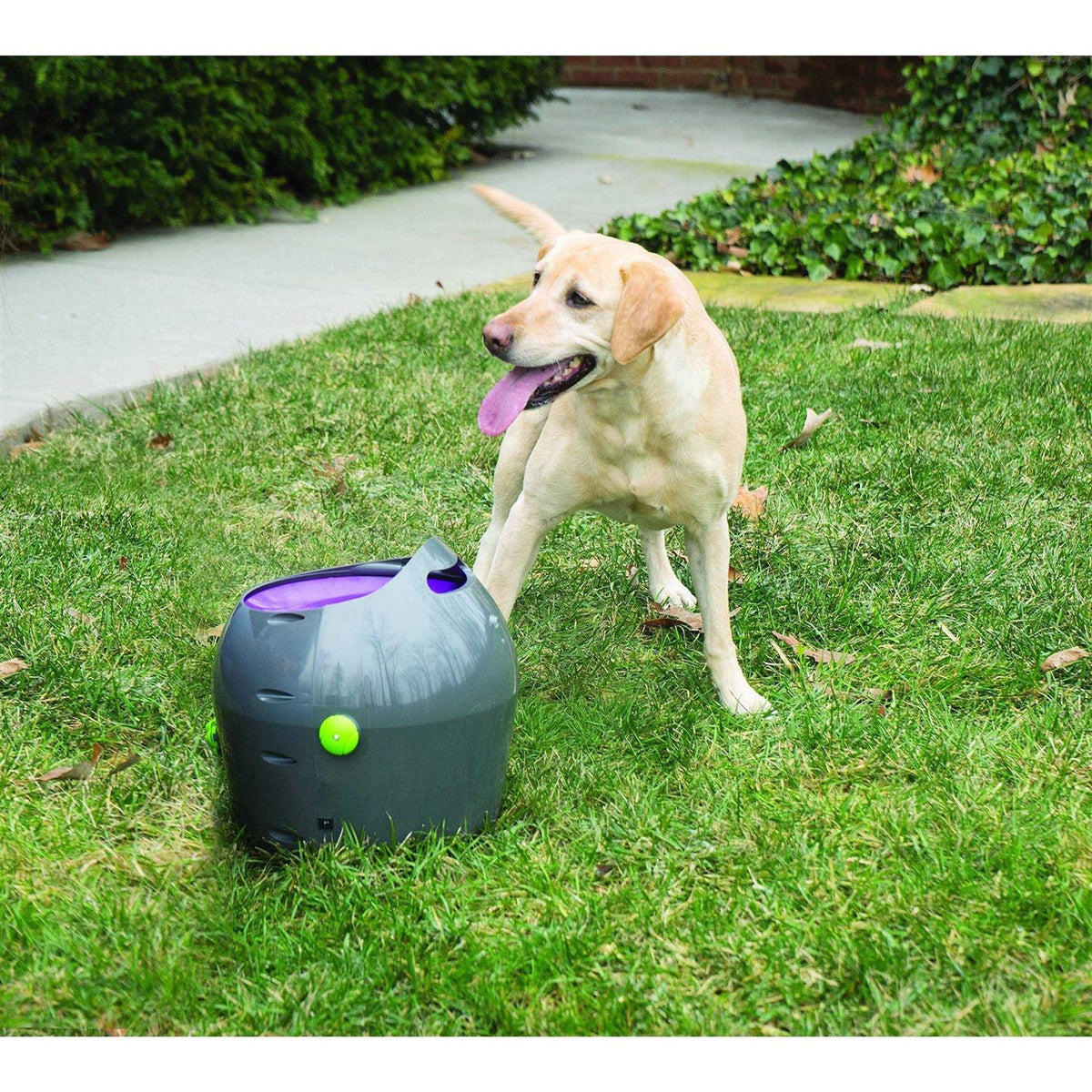 Automatic Ball Launcher Dog Toy P96452