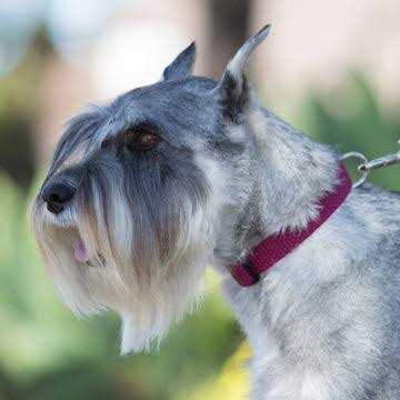 Dog Collar Z422