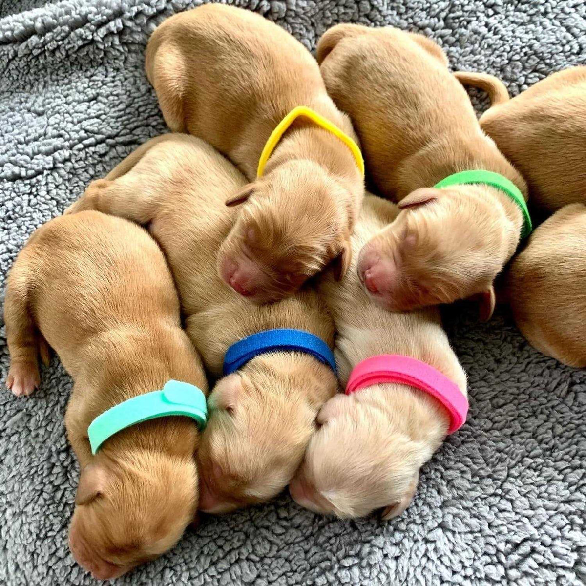 15 Colors Double-Sided Soft Adjustable Puppy ID Collars Q808612