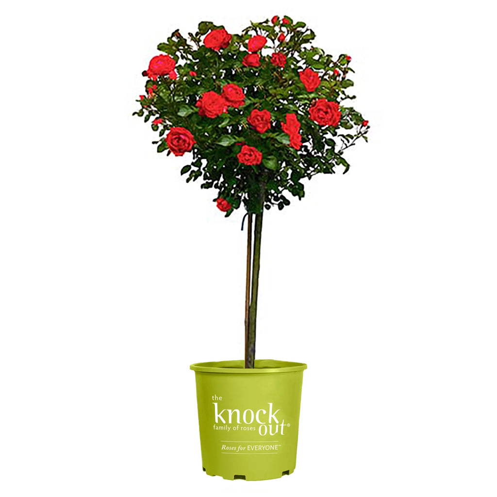 Rose Plant with Cherry Red Blooms 3 Gallon J343