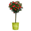 Rose Plant with Cherry Red Blooms 3 Gallon J343