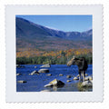 Cow Moose Wildlife Quilt Square 10 by 10-inch N4924
