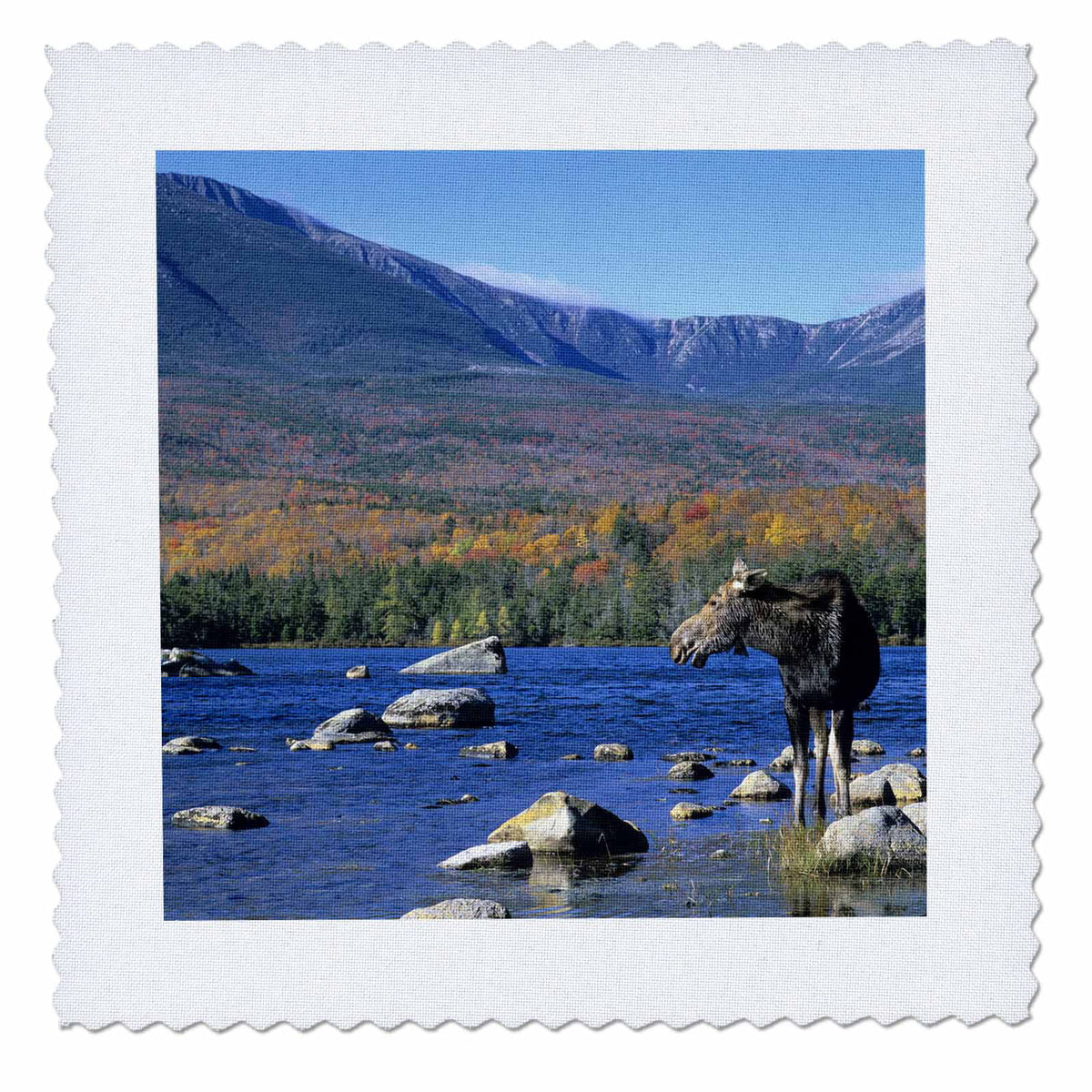 Cow Moose Wildlife Quilt Square 10 by 10-inch N4924