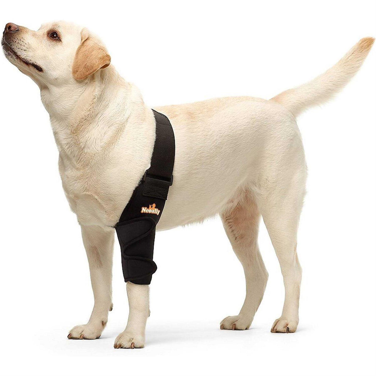 Dog Elbow Brace Protector Pads L605