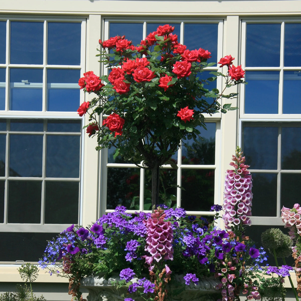 Rose Plant with Cherry Red Blooms 3 Gallon J343