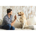 Grass with Tray Pet Supplies E70733