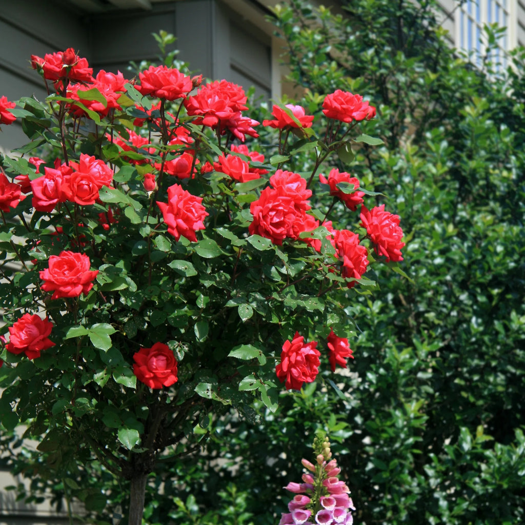 Rose Plant with Cherry Red Blooms 3 Gallon J343
