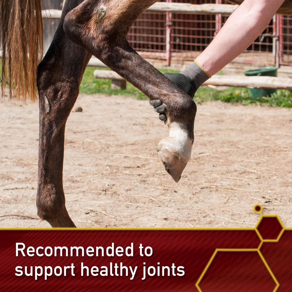 MSM Joint Supplement for Horses 4 Pounds B5153
