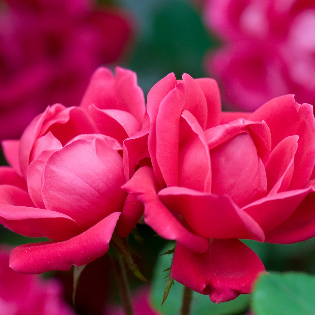 Rose Plant with Cherry Red Blooms 3 Gallon J343