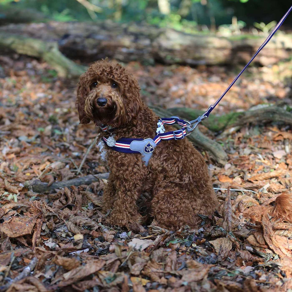 Dog Harness X9182